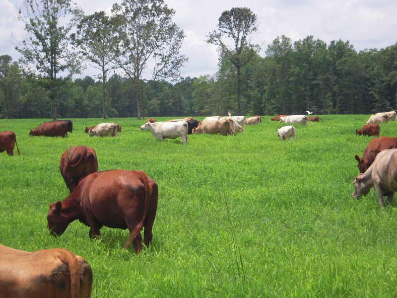 Nature's Gourmet Farm, Petal, MS