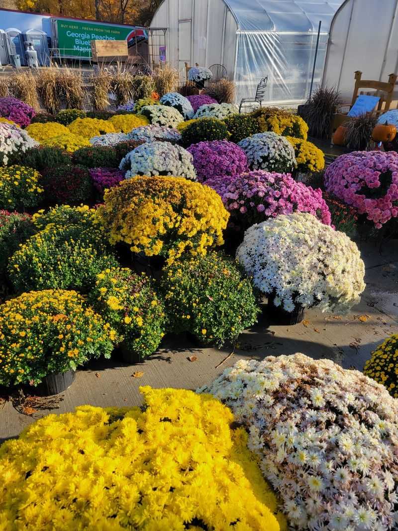 Sunflower And Tulip Festivals Worth Circling On Your Calendar