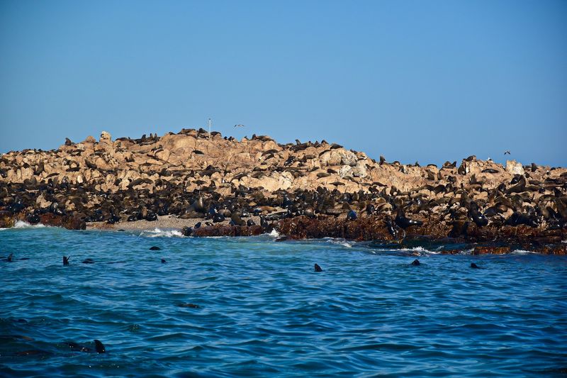 Dyer Island