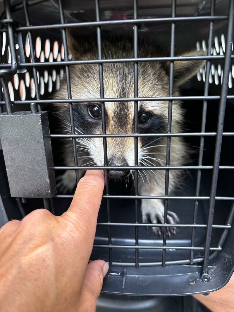Walden's Puddle Wildlife Rehabilitation And Education Center