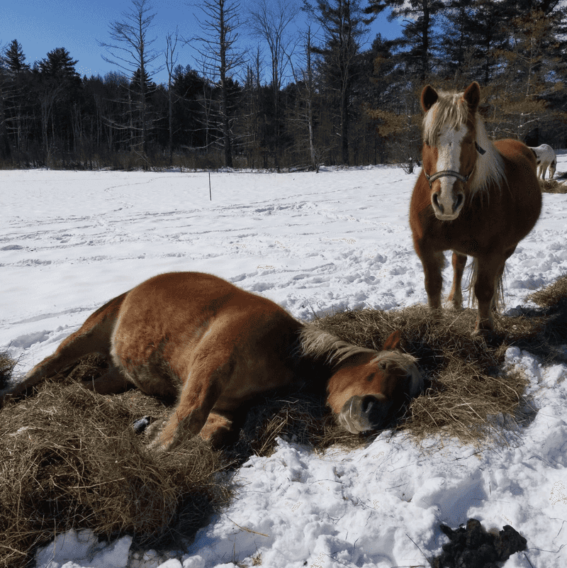 Season Length And Smart Timing