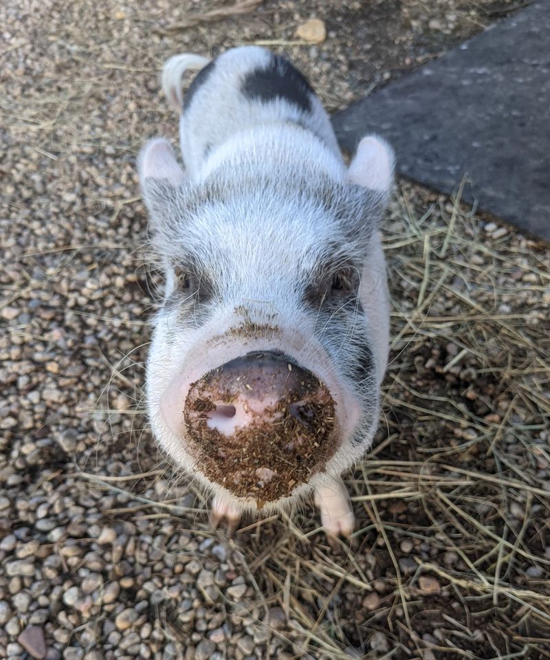 Pigs, Goats, And The Art Of The Belly Rub