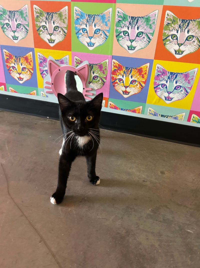 Why This Purring Room Earns A Saturday