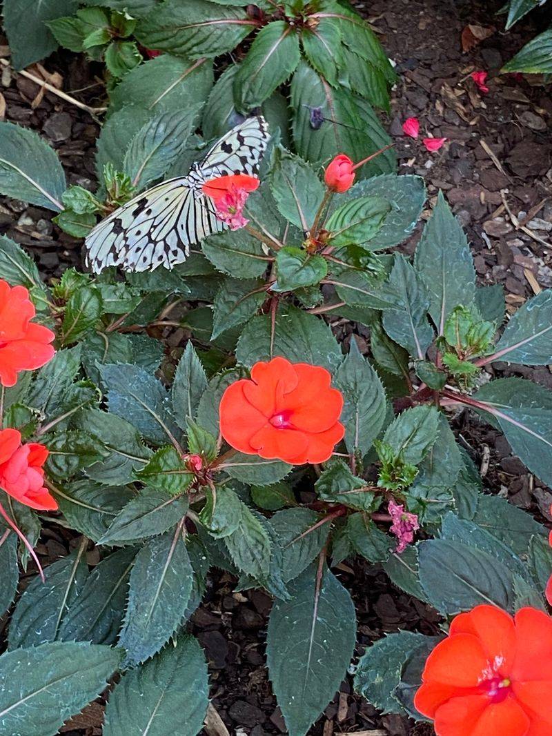 A Warm, Winged Escape for Illinois Families