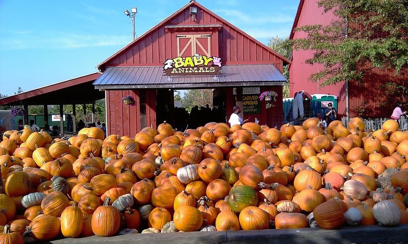 A Fall Tradition That Rewards Good Timing