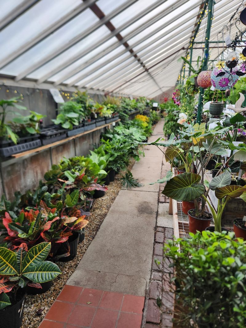 A Friendly Greenhouse With Deep Local Roots