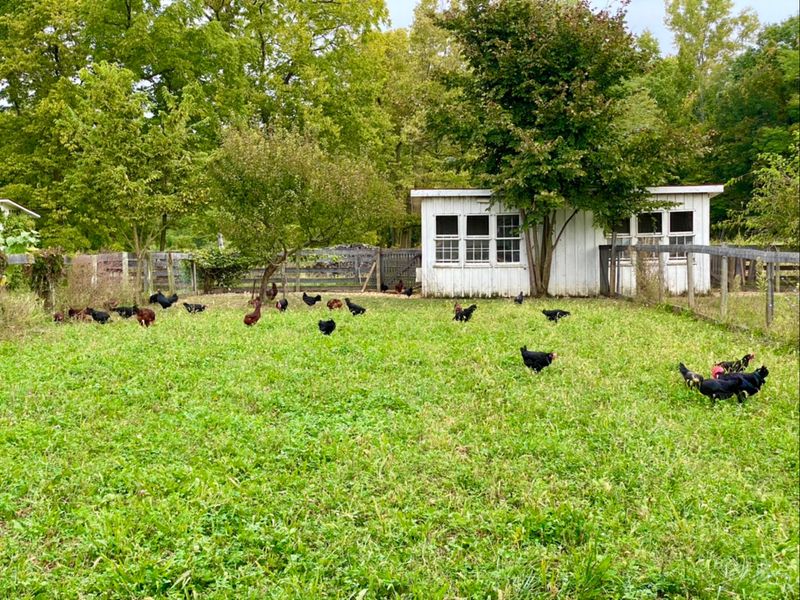 Egg Gathering And Other Real Chores For Kids