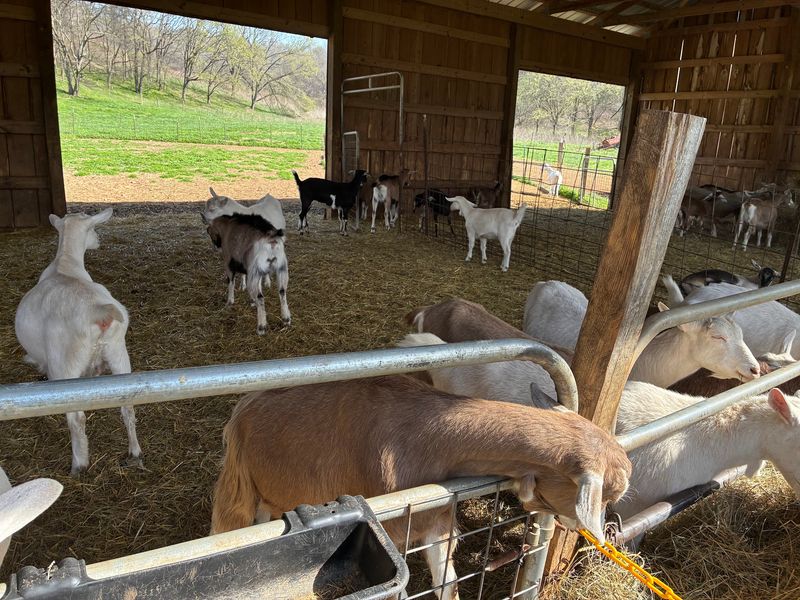 Goats That Get To Be Goats