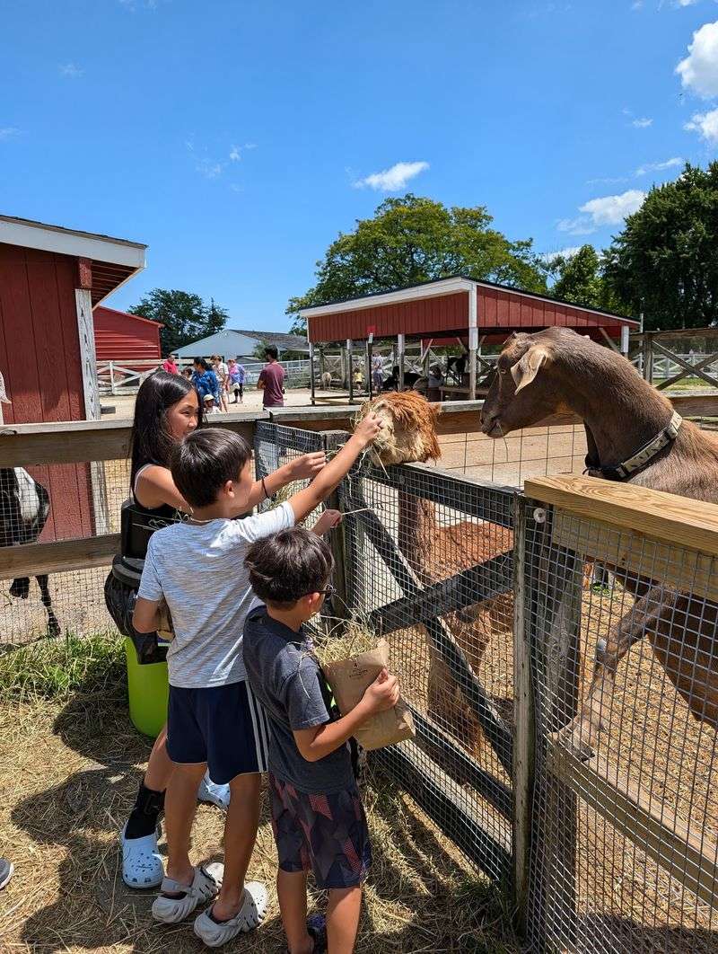 Putting Greens With A Barnyard Audience