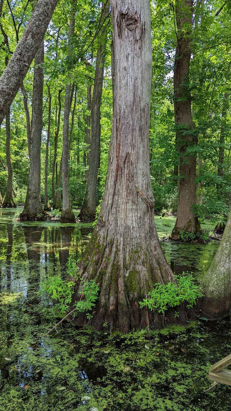 Reflections That Turn Water Into A Mirror
