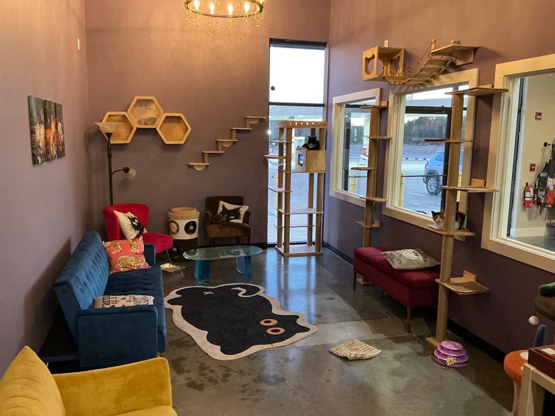 Creating A Relaxing Environment For Animal And Customer Comfort