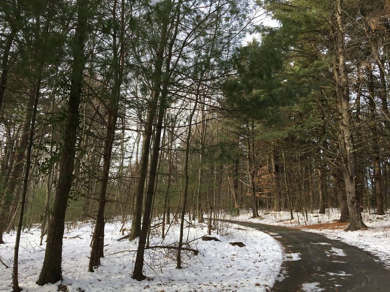 Trails That Follow An Old Driveway