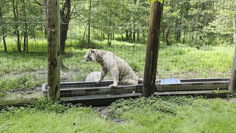 Animal Welfare Practices And Sanctuary Care