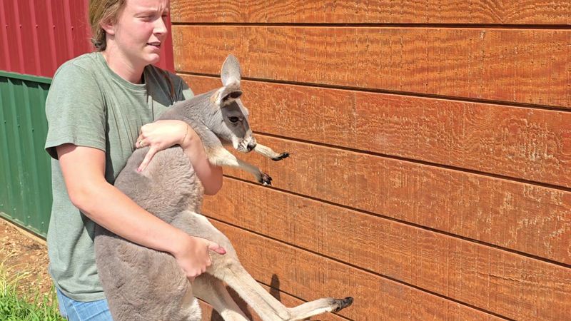 Bottle-Feeding a Joey and the Kangaroo Hop
