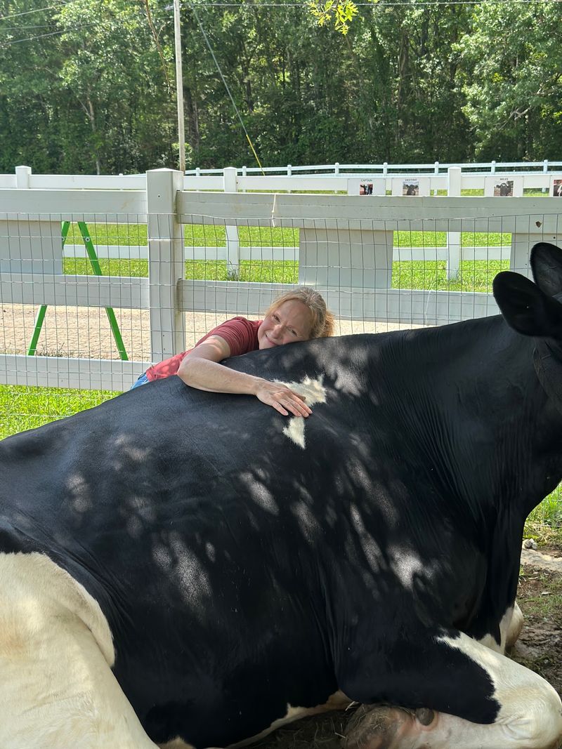 Hugging a Cow, Explained