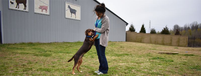 Memphis Animal Services