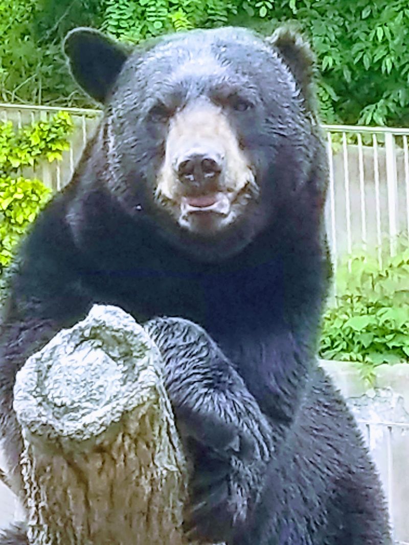 Meeting Holly, Peanut, BJ and Chief at the Wildlife Habitat