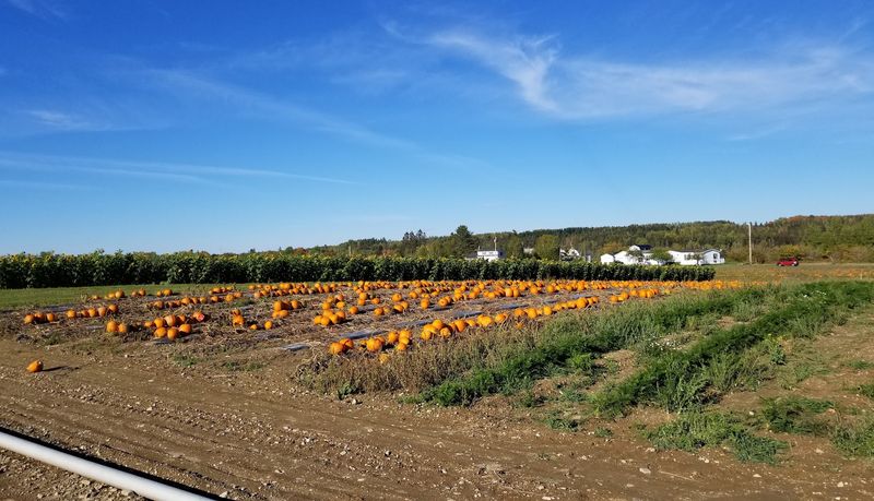 Best Times To See Sunflowers And Fall Leaves
