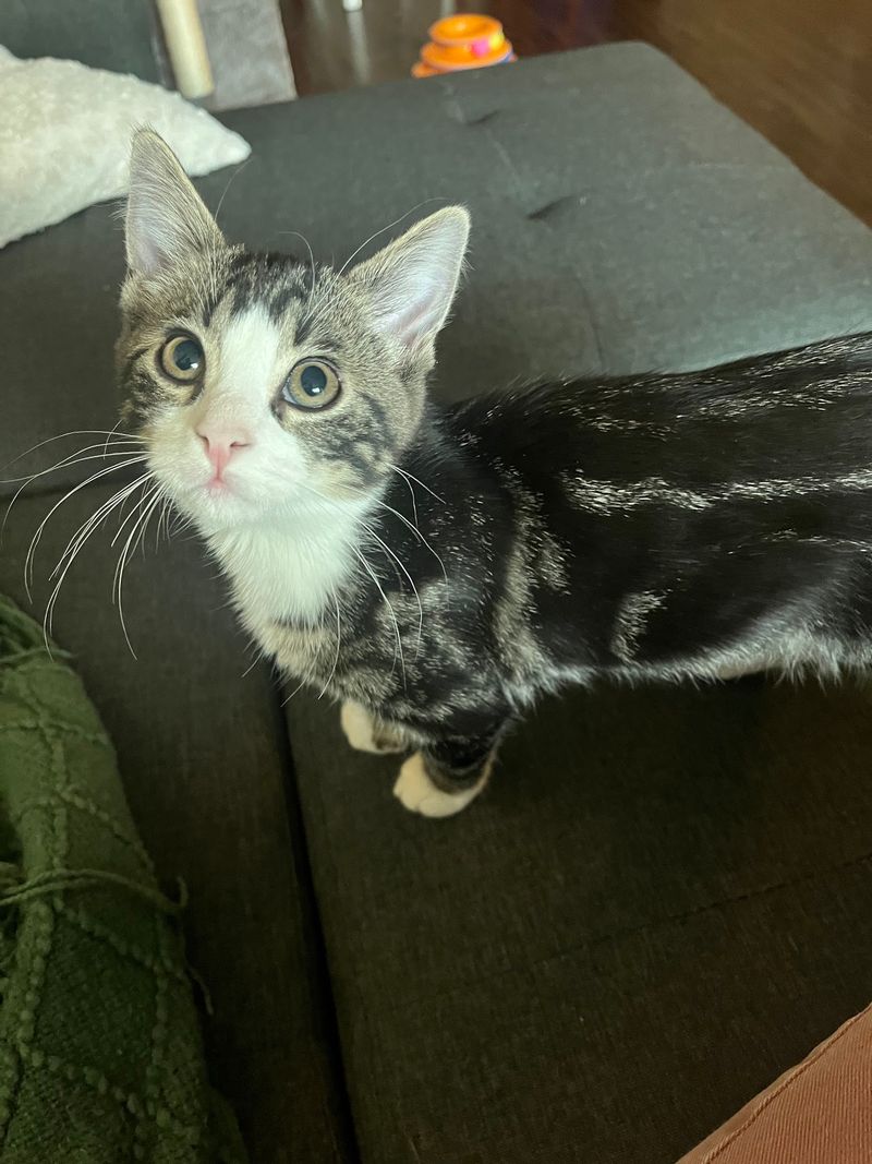 Teaching Better Cat Care Across The Front Range