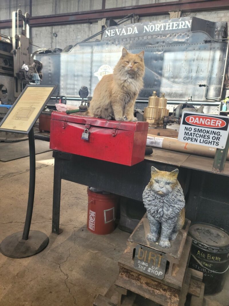 The Shop Cats Who Run The Place