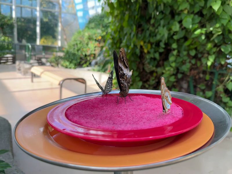 The 2 PM First Flight Butterfly Release