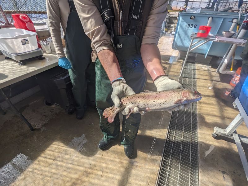 Spawning Season and the Wednesday Window