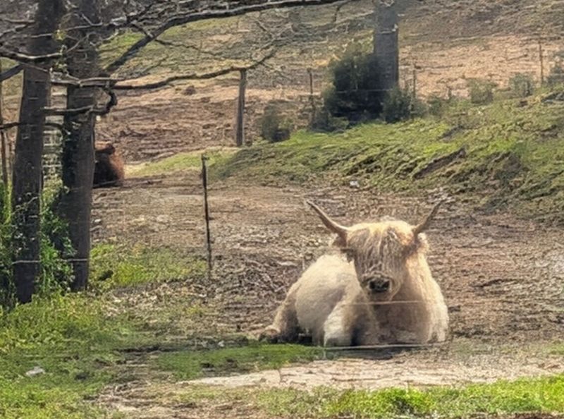 Brushing A Highland Cow, Start To Finish