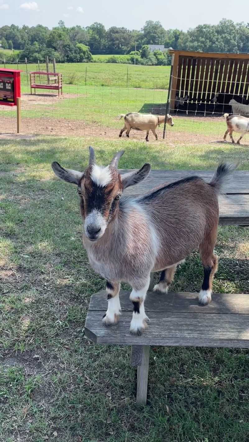 Goat Feeding And Baby Animals Up Front
