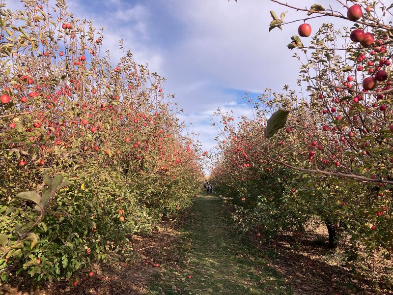 Curtis Orchard & Pumpkin Patch, Champaign, IL