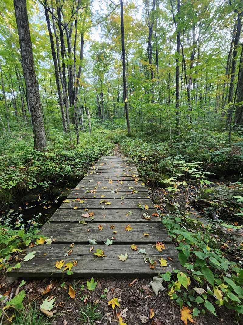 Beartown State Forest