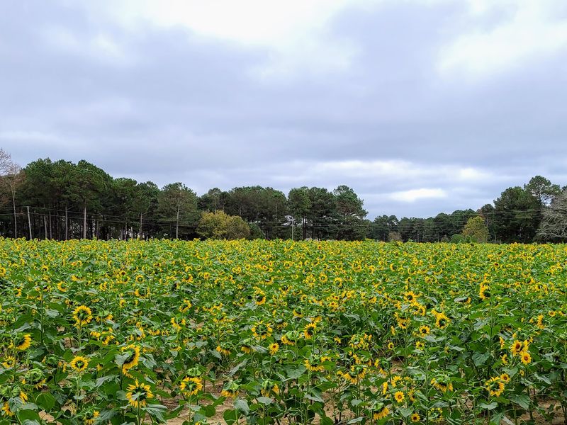 The Corn Pool, Sunflower Field, And Butterfly Garden
