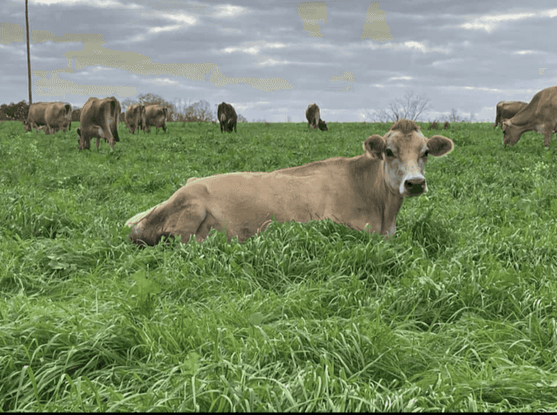A Family Dairy In The Piney Woods Of Harrison County