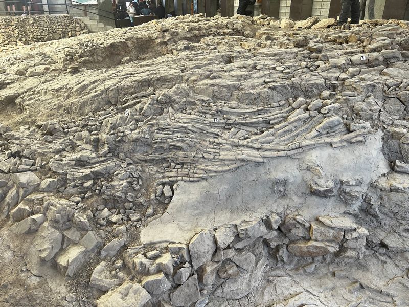 A Fossil Bed Hiding In The Shoshone Mountains
