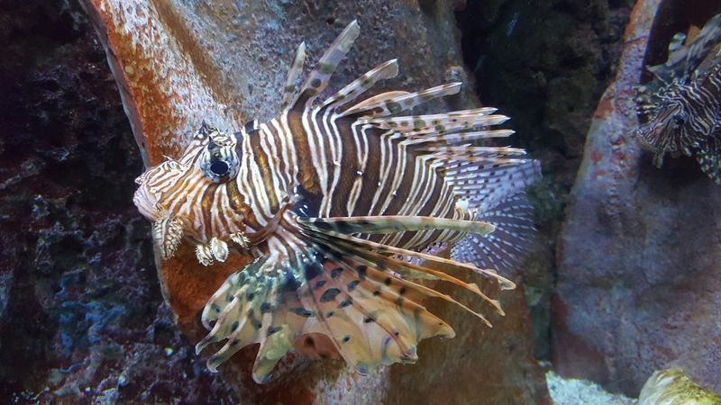 Rainforests, Deserts, And A Wall Of Jellies