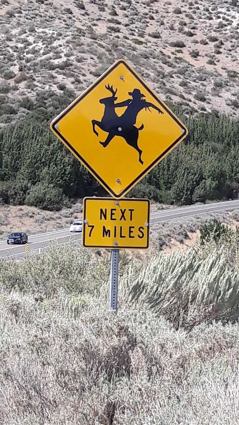 Bear Country Climbs Kingsbury Grade Near Stateline