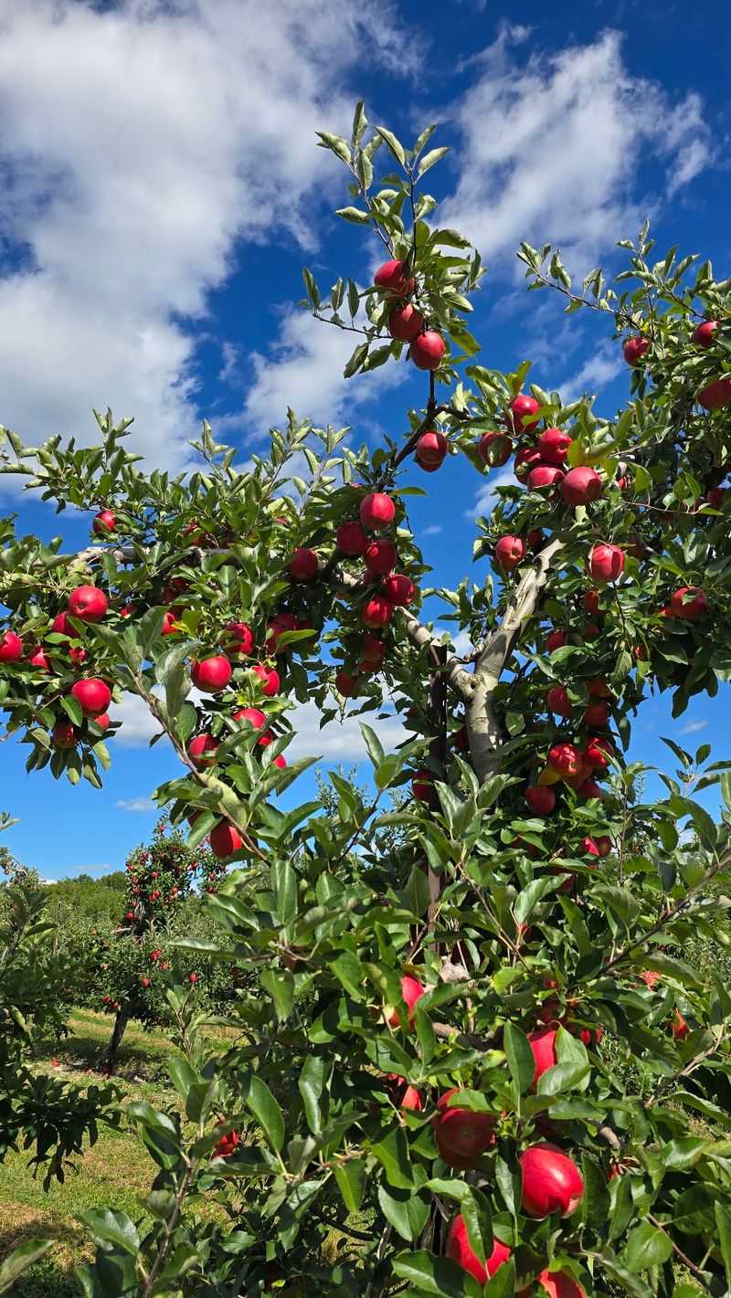 Autumn Apples At The Family Orchards