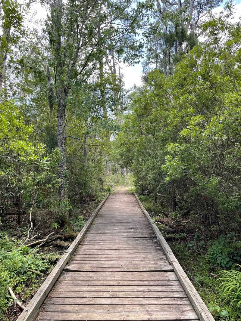 Palmetto Boardwalk, Goose Creek State Park, North Carolina