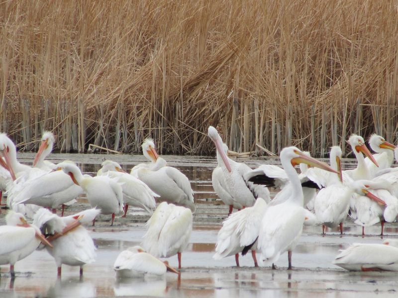 Autumn On The Pacific Flyway