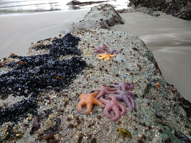 Tide Pools, Seals, And Passing Whales