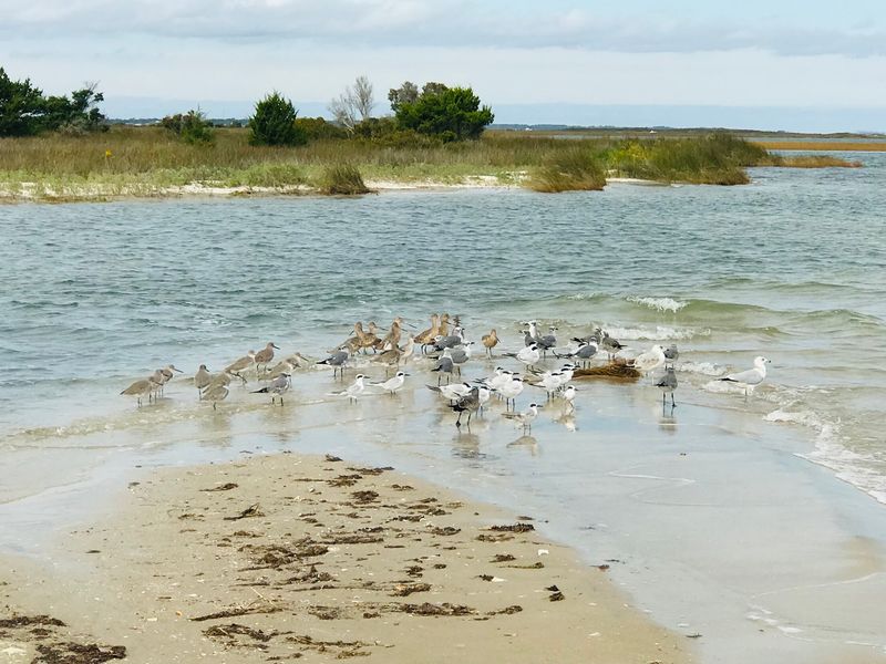 Dolphins, Birds, And Other Island Neighbors