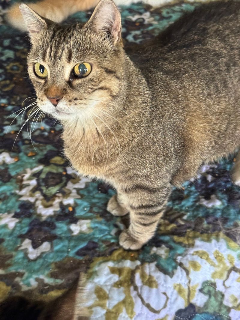 Nearly Two Hundred House Cats Under One Roof