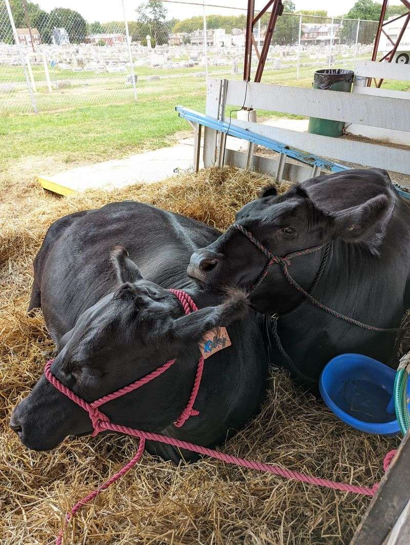 Agricultural Exhibits And Competitions