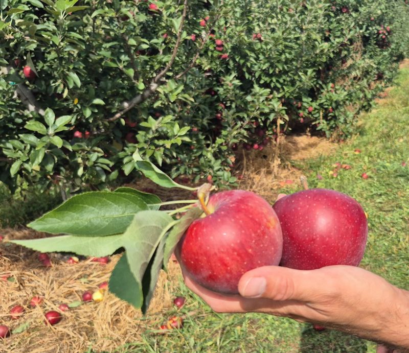 All The Apples You Can Eat While You Pick