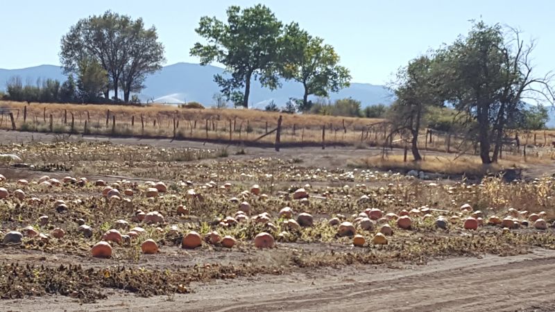 October Turns The Fields Into A Pumpkin Wonderland