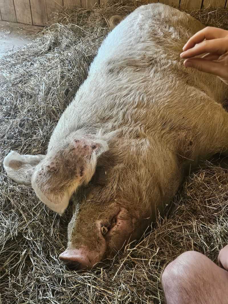 Belly Rubs, Turkeys, and the Rest of the Residents