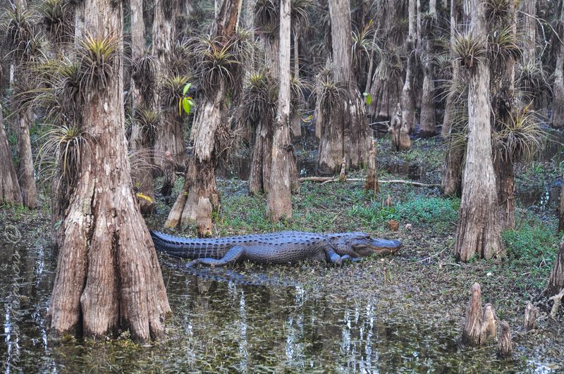 Big Cypress National Preserve Anchors The Entire Route