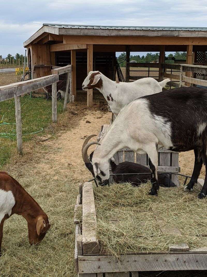 Goats, Llamas, And One Popular Horse