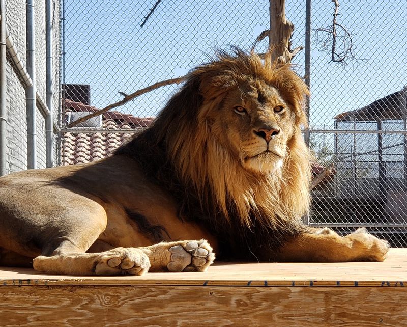Lion Habitat Ranch, Henderson