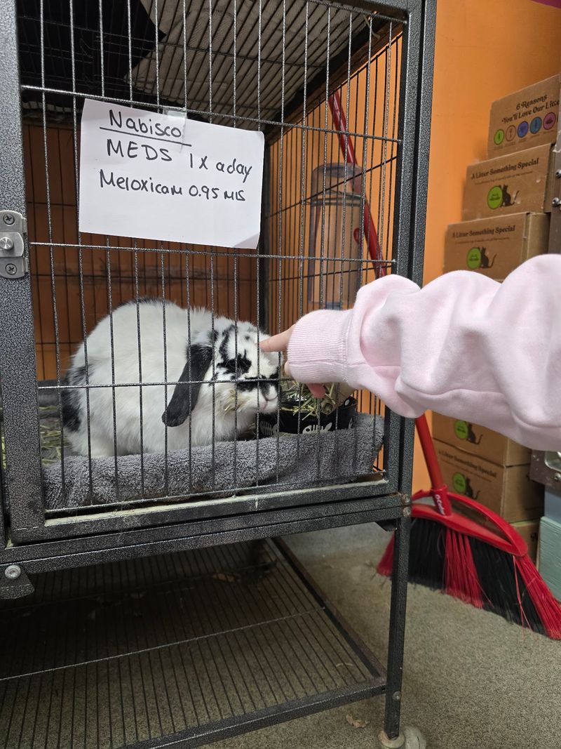 Worcester Animal Rescue League