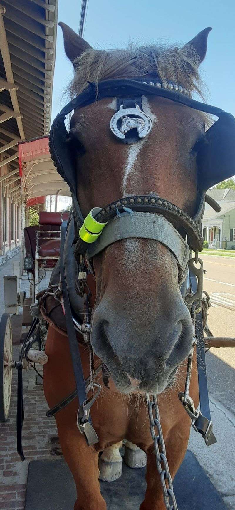 Carrots, Petting, And Pint-Sized Passengers